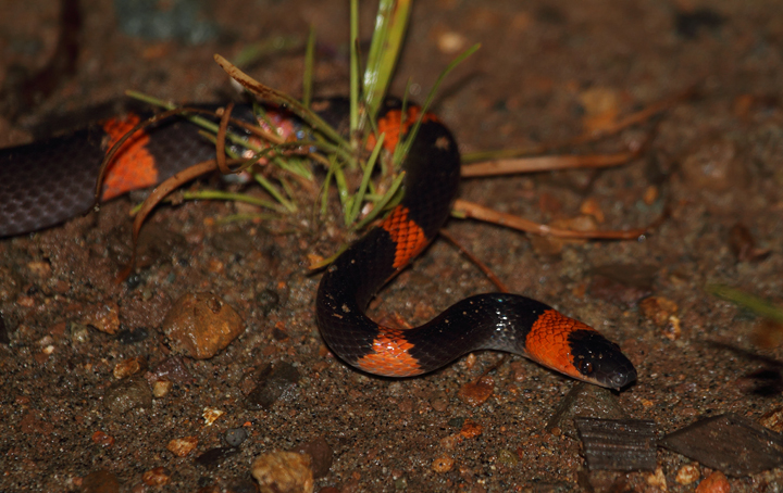 A False Coral Snake (<em>Oxyrhopus petola</em>) found at night in eastern Panama. The large eyes are the biggest clue that we are dealing with a non-venomous species, though not catching that in the field made this an exciting encounter. Photo by Bill Hubick.